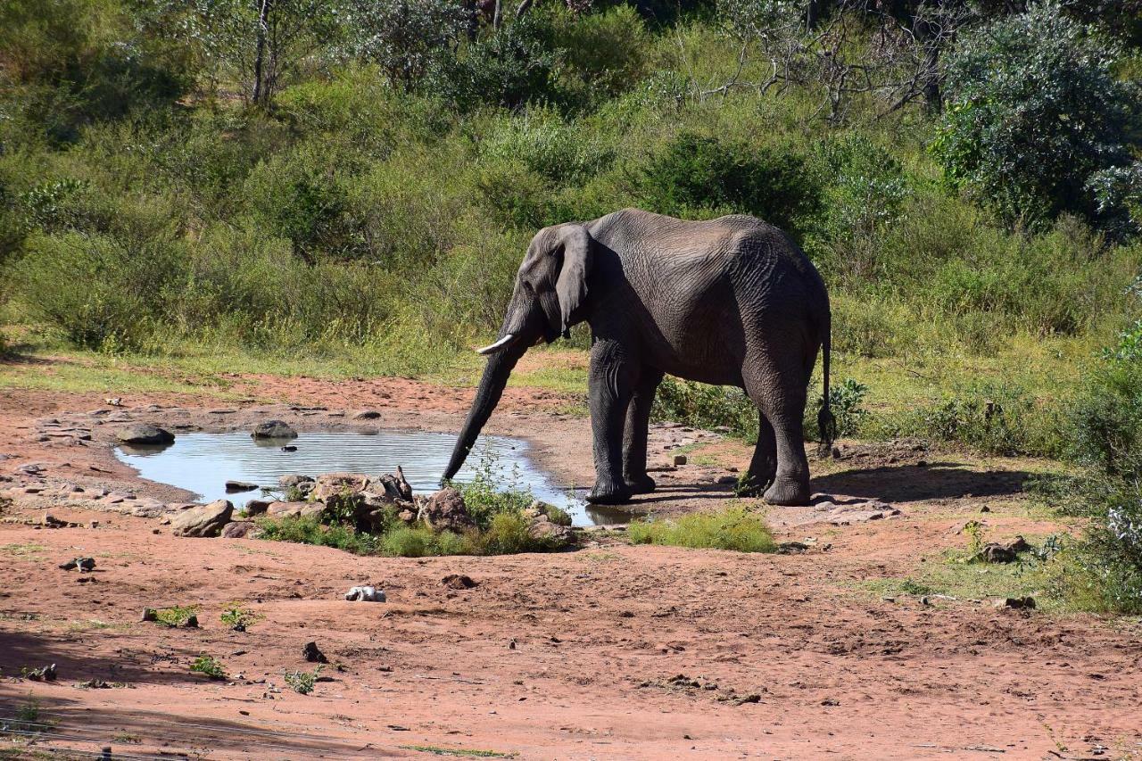Sekala Private Game Lodge Welgevonden Game Reserve Bagian luar foto